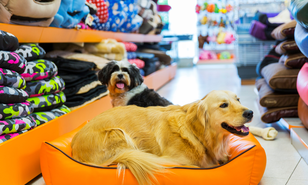 Pet Shops in Gurgaon | Pet Accessories Shop | Dog Shops in Gurgaon